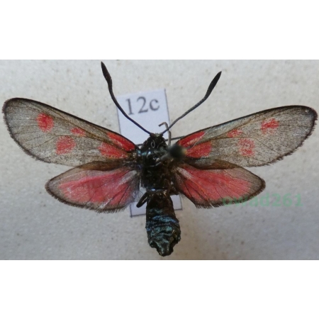 Zygaena trifolii (Esper, 1783) Kraśnik pięcioplamek Czech12c